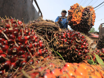 Harga TBS Sawit Aceh Naik, Wilayah Timur Tembus Rp3.718/Kg
