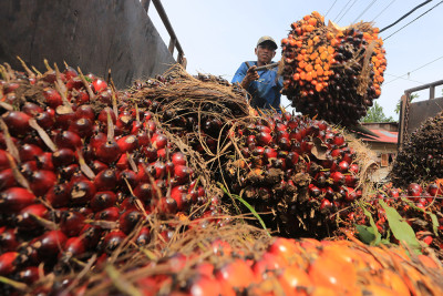 Harga TBS Sawit Aceh Naik, Wilayah Timur Tembus Rp3.718/Kg