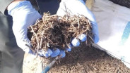 Peluang Dagang Baru, Jateng Ekspor Daun Cincau Kering Hingga 403 Ton
