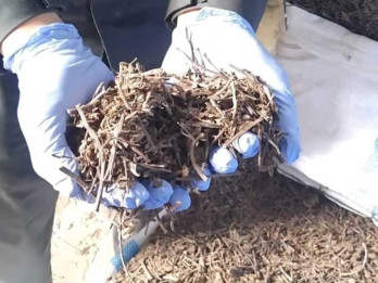 Peluang Dagang Baru, Jateng Ekspor Daun Cincau Kering Hingga 403 Ton