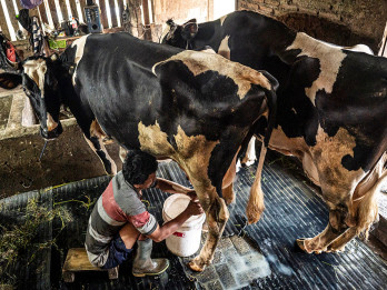 Pemerintah Perkuat Peternakan Sapi Perah untuk Kurangi Ketergantungan Impor Susu