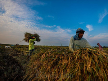 Produksi Padi di Sentra Beras Garut Anjlok 50% akibat Serangan Hama Tikus