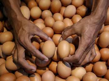 Nyaring Kokok Saham Unggas JPFA MAIN Cs kala Euforia MBG Mereda