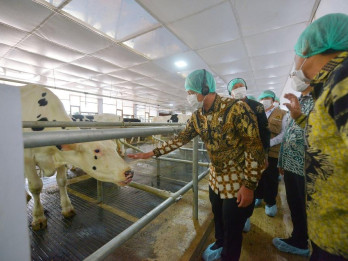 Nestle Indonesia Serap Susu Segar asal Jatim Senilai US$60 Juta per Tahun