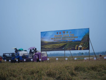 Pemkab Sumedang Klaim 2.869 Ton Gabah Sudah Diserap di Pusat Produksi Padi Ujungjaya