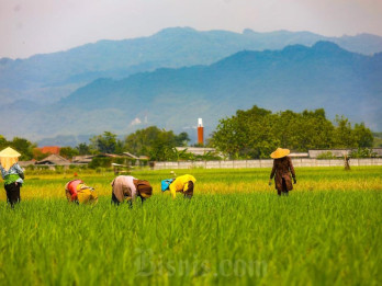 BPS Proyeksi Produksi Beras Turun 0,35% hingga Juli 2026