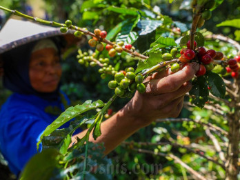 Target RI Genjot Ekspor Kopi Rp200 Triliun Terganjal Produktivitas