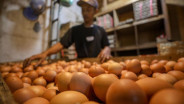 Harga Ayam dan Telur Mulai Naik, Mentan: BGN Wajib Serap Langsung dari Peternak