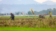 Jurang Produksi Padi Ciayumajakuning Makin Lebar, Indramayu Tinggalkan Tiga Pesaingnya