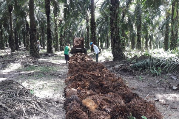 Menilik Jurus Jitu Sawit Sumbermas (SSMS) Hadapi Tren Pelemahan Harga CPO