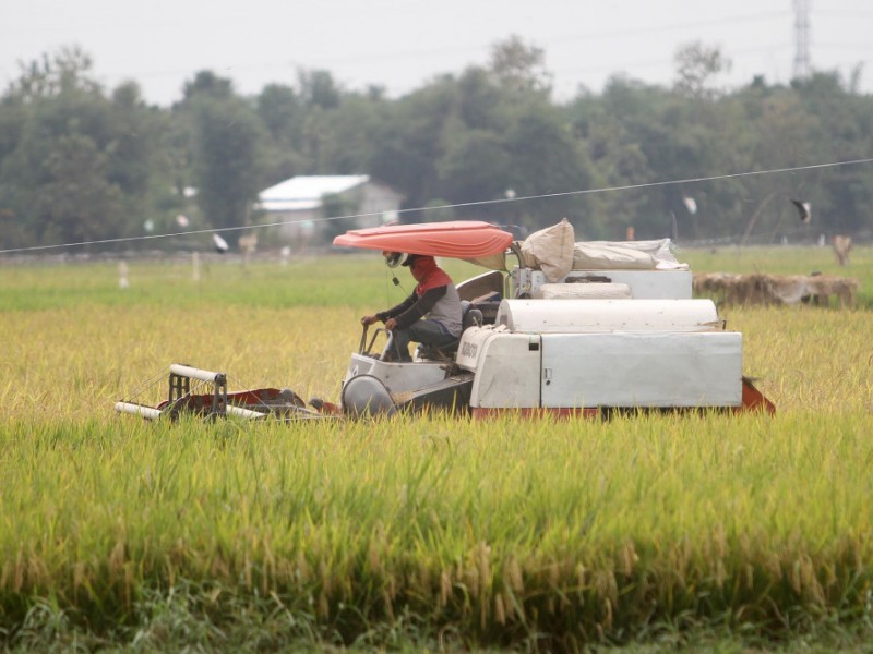 Persawahan di Jawa Barat