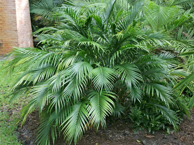 bamboo palm