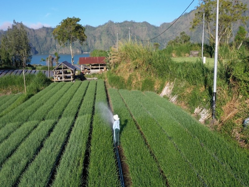 Caption - Petani di Tepi Danau Batur sedang menyiram tanaman bawang.  Air yang digunakan langsung diambil dari Danau Batur yang dialiri dari pipa dengan mesin air