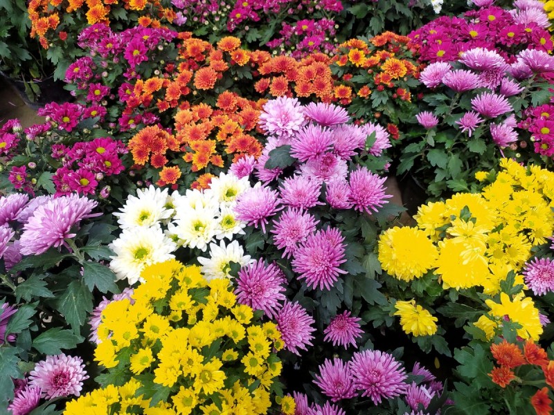 chrysanthemum