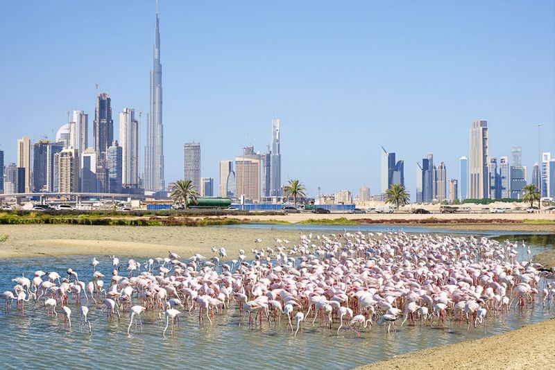 5 Hidden Gem di Dubai yang Harus Dikunjungi