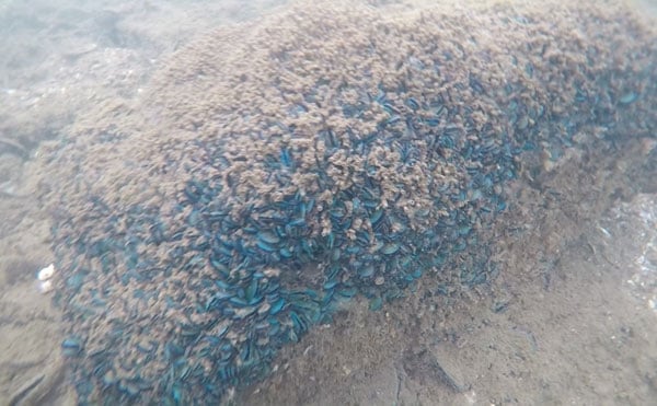 Kerang Hijau Dan Upaya Pelestarian Air Laut Teluk Jakarta