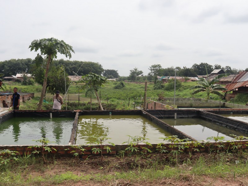 Mitra Binaan Bukit Asam Ubah Bekas Galian Jadi Kolam Ikan Cuan