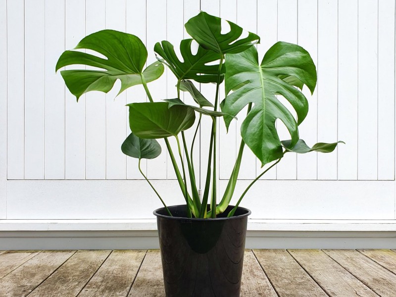 Tanaman Hias Monstera - Dok.Plant and Pot NZ