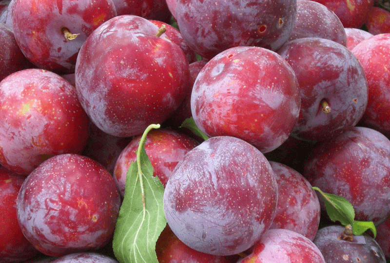 Langka! Ini 6 Buah-buahan yang Terancam Punah di Dunia