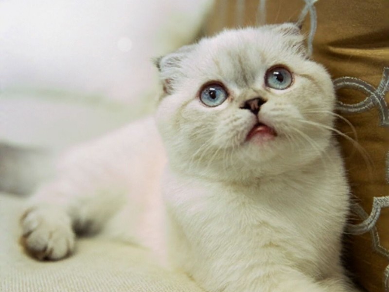 8 Hewan Peliharaan Terkaya di Dunia, Ada Kucing Milik Taylor Swift