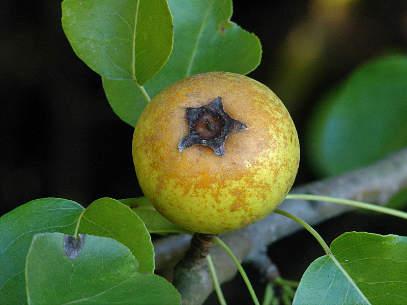 Langka! Ini 6 Buah-buahan yang Terancam Punah di Dunia