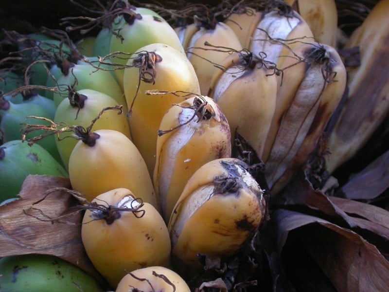 Langka! Ini 6 Buah-buahan yang Terancam Punah di Dunia