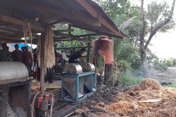 Potensi Ekonomi 'Pohon Dolar' dari Talaud