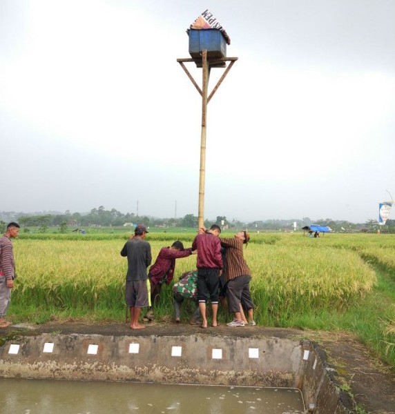 Menikmati Hamparan Padi dan Kemolekan Burung Hantu di Kampung Sawah Mijen