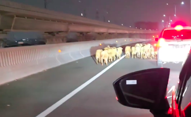 Kambing di tol MBZ