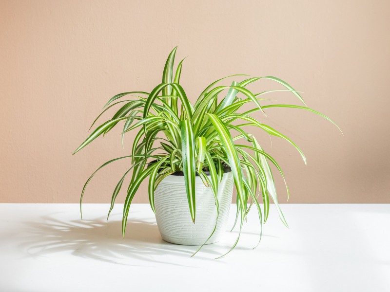 Spider Plant 