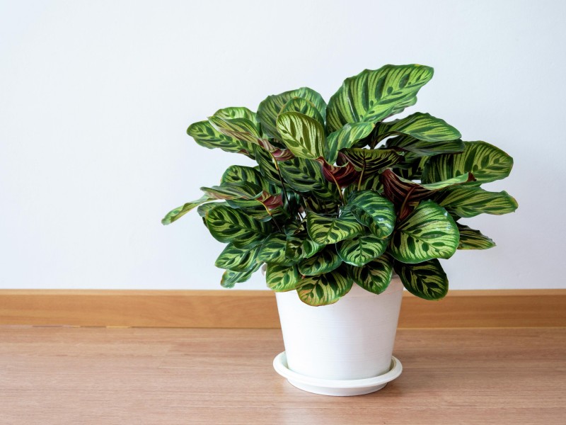 Tanaman Hias Calathea - Bunnings