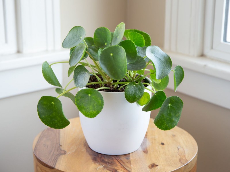 Tanaman Hias Pilea - The Spruce