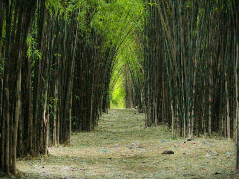 Tempat wisata di Surabaya, salah satunya Hutan Bambu Keputih 