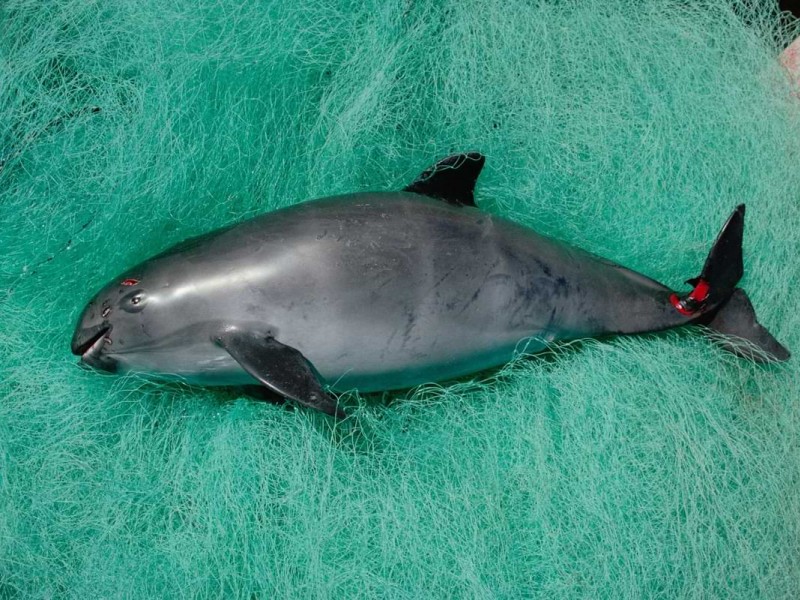 Hewan langka di dunia, vaquita - Flip Nicklin/Minden Pictures NYTimes.com