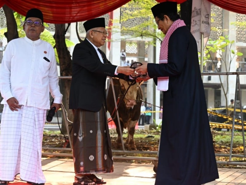 Wapres Maruf Amin menyerahkan secara langsung seekor sapi kurban kepada Imam Besar Masjid Istiqlal K.H. Nasaruddin Umar, Senin (17/6/2024)/Bisnis-Akbar Evandio