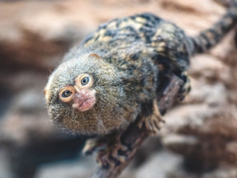 Wisata Malang-Monyet dan primata terkecil di dunia, Pygmy marmoset, salah satu koleksi Batu Secret Zoo, Jatim Park 2/Website Jatim Park 