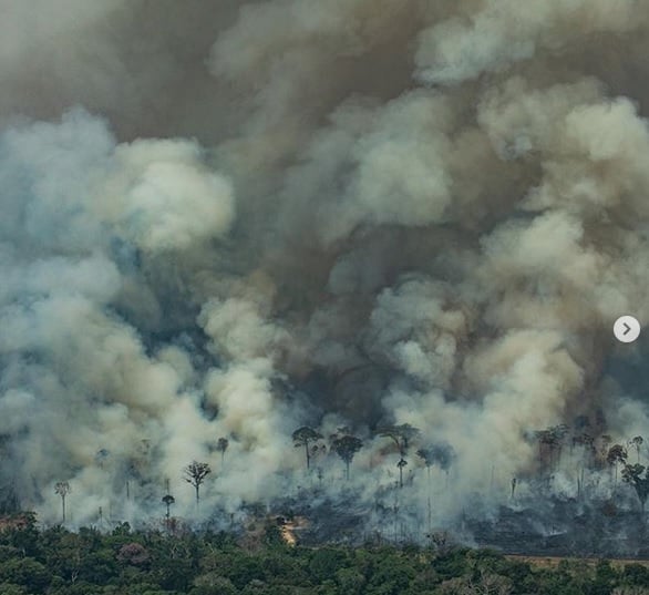 Leonardo DiCaprio Resah, Pakar Sebut Hutan Amazon Tak Produksi 20 Persen Oksigen 