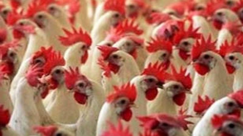 Apa Itu Virus Flu Burung H5N1? Kenali Gejala, Penularan ke Manusia dan Pencegahannya