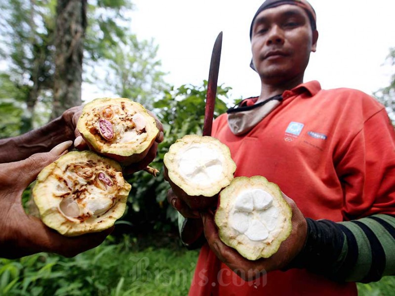 Kakao menjadi salah satu komoditas yang disasar dalam regulasi antideforestasi Uni Eropa