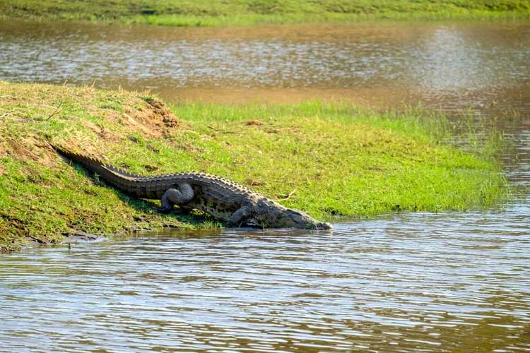 Buaya memanfaatkan sinar matahari untuk menjaga suhu tubuh - Freepik