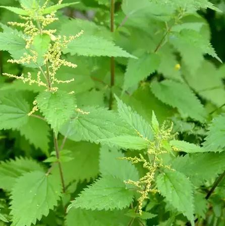 daun jelatang bisa jadi obat asam urat