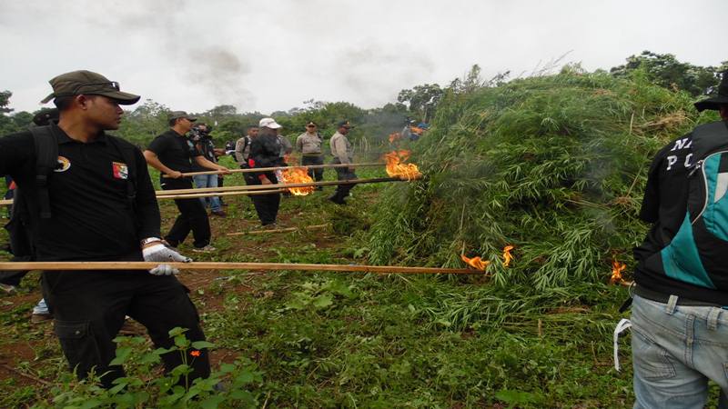 Kuliner Aceh, Ganja, dan Fatwa Haram