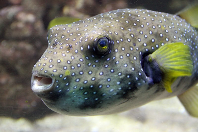 ikan buntal, bahaya ikan buntal, makan ikan buntal