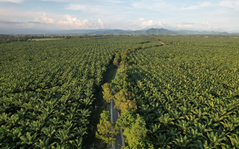 Bentang perkebunan sawit