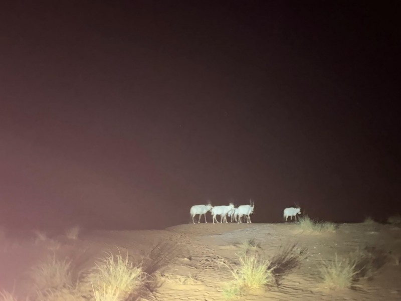 Berburu Scorpion, hingga Menikmati Bintang di Gelap Malam Gurun Pasir Dubai