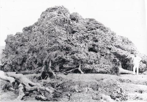 Mengenang 140 Tahun Malapetaka Krakatau dan Kelahiran Tjokroaminoto