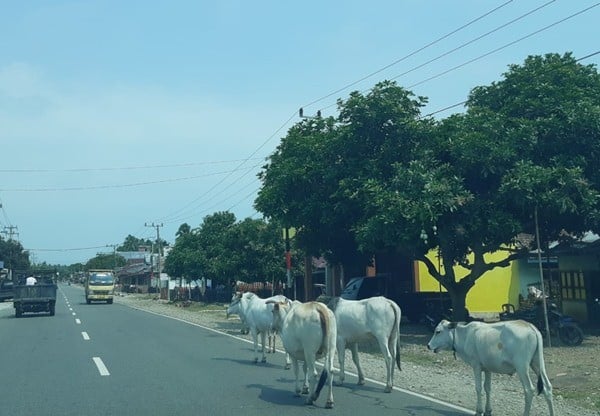 JELAJAH INFRASTRUKTUR SUMATRA 2019 : Eksotisnya Lintas Barat Sumatra!