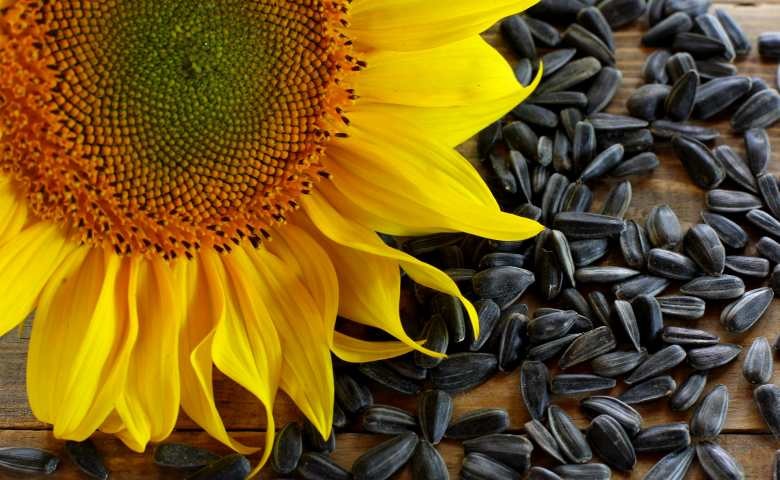 biji bunga matahari bermanfaat bagi kesuburan
