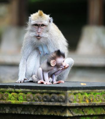 Monkey Forest Ubud Menanti Berkah Kunjungan Delegasi IMF-WB 2018 