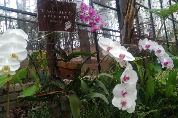 Menikmati Hutan Anggrek dan Pinus di Orchid Forest